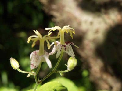 ���}�z�g�g�M�X�i���q �������j