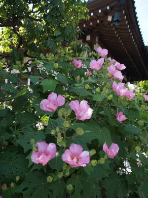 �t���E�i���q ���J���j