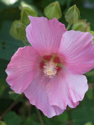 �t���E�i���q ���J���j