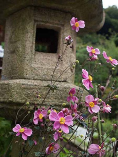 �V���E���C�M�N�i���q ���o������@�j