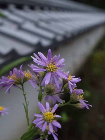 �V�I���i���q ���o������@�j