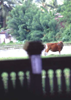 ��ꂩ�猩���鋍�i�o�����_���X�j