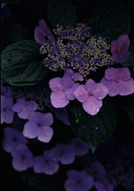 連続模様=ガクアジサイ(神代植物公園)