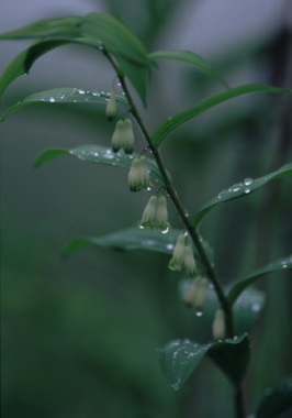 雨上がり=アマドコロ(八島湿原)
