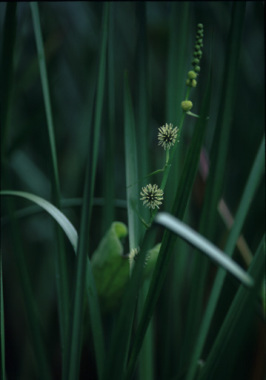 ミクリ(箱根湿生花園)