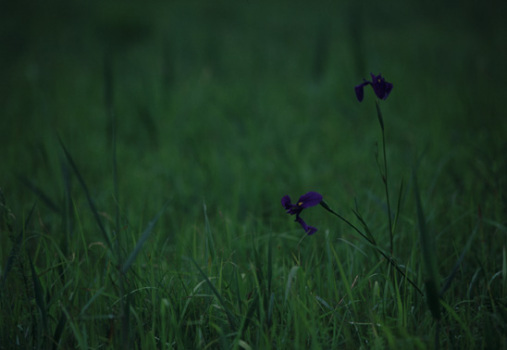 野生の風情=ノハナショウブ(箱根湿生花園)