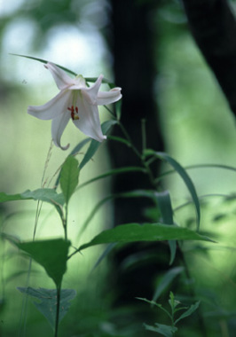 木漏れ日=ササユリ(箱根湿生花園)