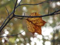 秋色濃厚な落ち葉の世界