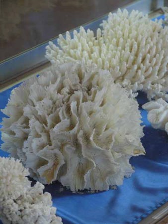 珊瑚の展示(由布島亜熱帯植物楽園)