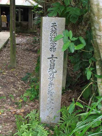 天然記念物 古見のサキシマスオウノキ群落
