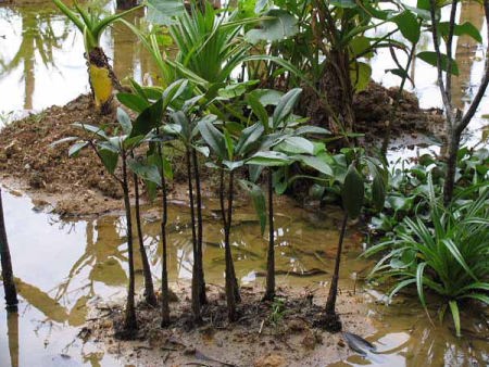 ホテル前の植え込み(西表島温泉)