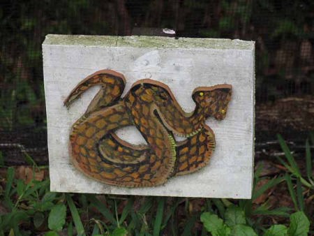 ハブに注意(西表島温泉)