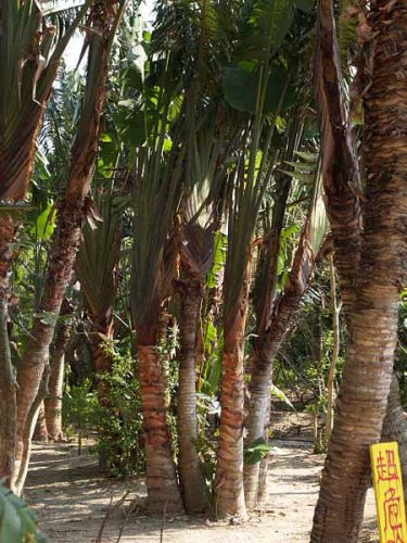 ヤシ類(由布島亜熱帯植物楽園)