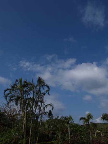 亜熱帯の空(由布島亜熱帯植物楽園)