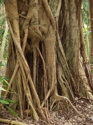 ガジュマル(由布島亜熱帯植物楽園)