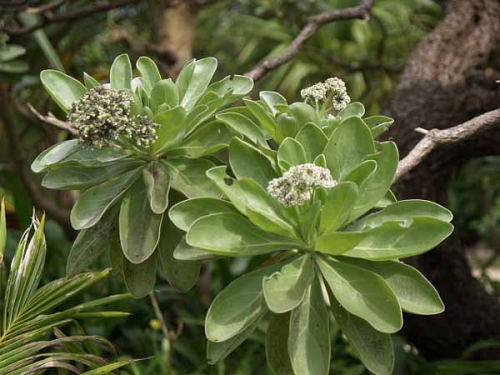 モンパノキ(由布島亜熱帯植物楽園)