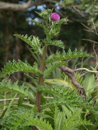 毛だらけのアザミ(由布島亜熱帯植物楽園)