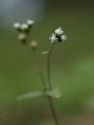 小さな草(環境庁西表自然保護管事務所)