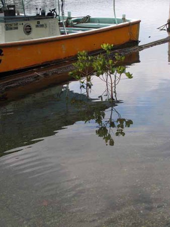 遊覧船とマングローブ植物(浦内川)