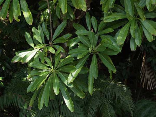 植物の多様性(浦内川)