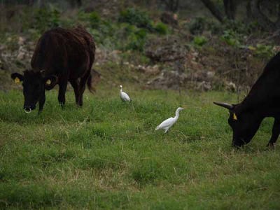 ウシとアマサギの共生(竹富島)