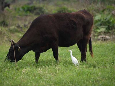 ウシとアマサギの共生(竹富島)