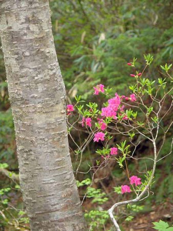 ムラサキヤシオツツジ=ミヤマツツジ(尾瀬 燧ヶ岳)