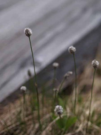 ワタスゲの花(尾瀬 裏燧林道)