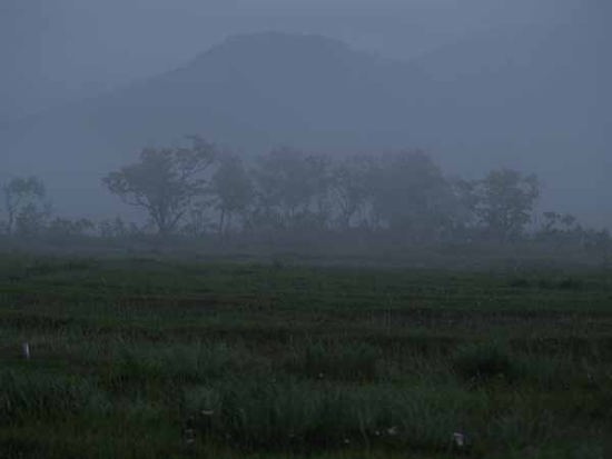 朝の霧景(尾瀬 下田代)