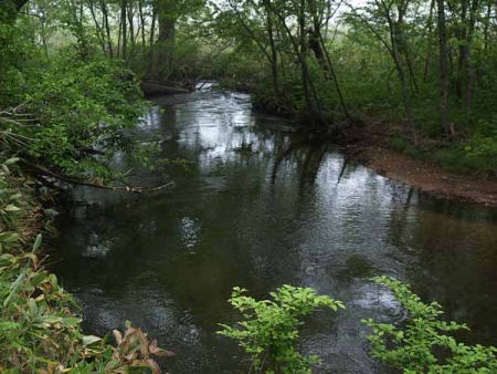 水のある風景(尾瀬 下田代)