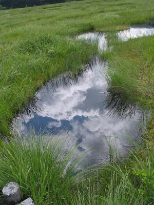 池塘 夏雲