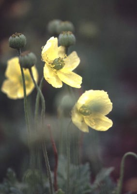 リシリヒナゲシ(利尻 高山植物展示園)