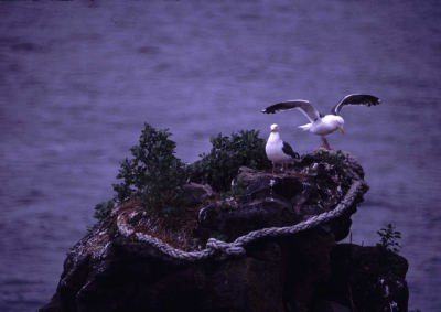 カモメの営巣地(利尻 九連)