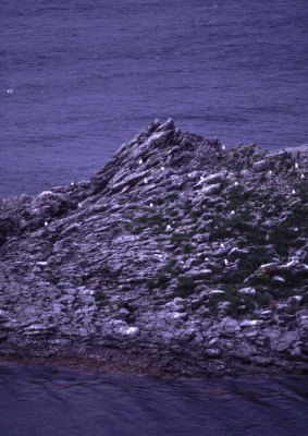 ポンモシリ島(利尻 富士野園地)