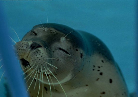 アザラシ(稚内 ノシャップ寒流水族館)
