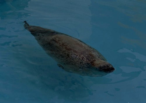 アザラシ(稚内 ノシャップ寒流水族館)
