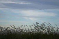 秋の草−十里木高原