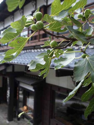 ビワ(中仙道馬籠宿)
