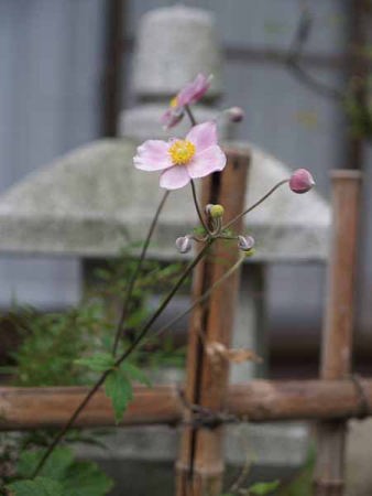 シュウメイギク(中仙道馬籠宿)