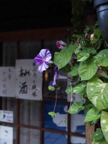アサガオ(中仙道馬籠宿)