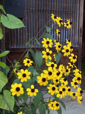 トウゴウギク(中仙道妻籠宿)