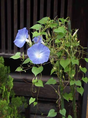 アサガオ(中仙道奈良井宿)
