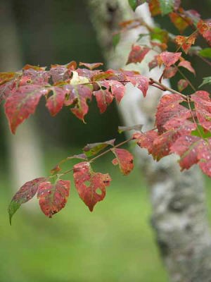紅葉(開田高原)