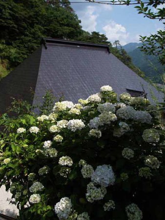 アジサイ(山寺)