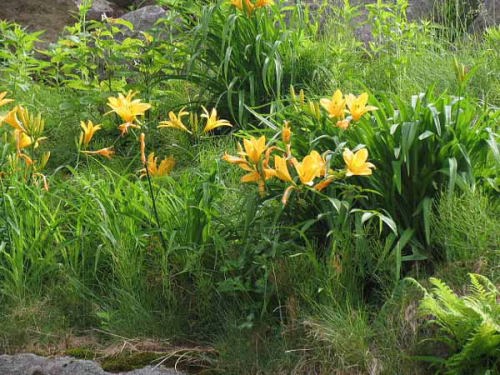 ニッコウキスゲ(月山姥山)