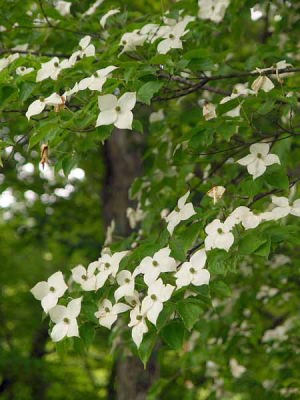 ヤマボウシ(山形市野草園)