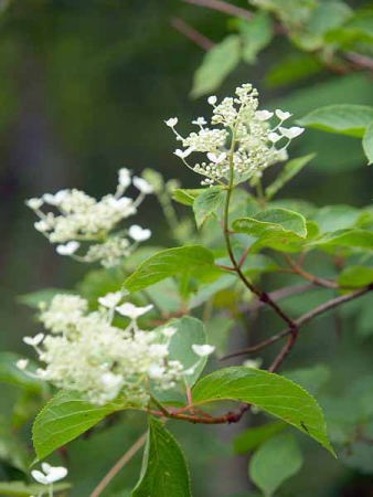 ノリウツギ(山形市野草園)