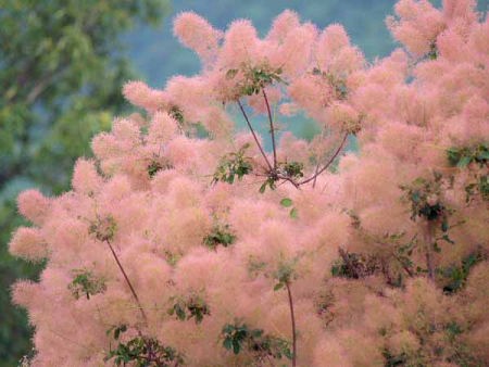 スモークツリー(山形市野草園)