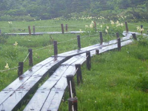 雨の湿原(蔵王)