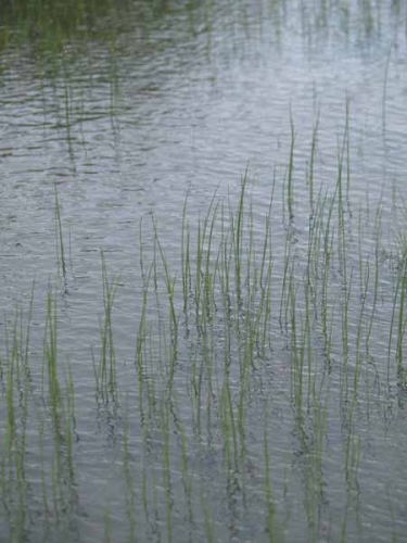 雨の湿原(蔵王)